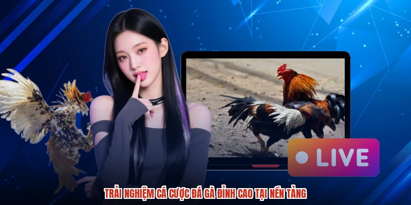 Trải nghiệm cá cược đá gà đỉnh cao tại nền tảng